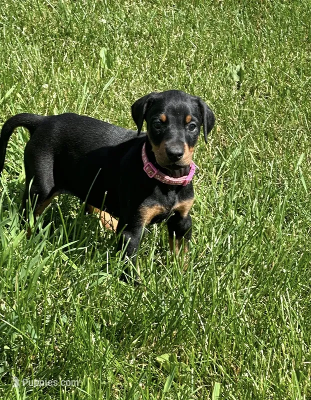 Sara – Doberman Pinscher puppy for sale in Ellenville, NY