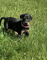 Sara, a female Doberman Pinscher for sale in Ellenville, NY – 1 of 2