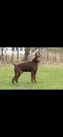 rio, a male Doberman Pinscher for sale in Ellenville, NY – Photo 3 of 5