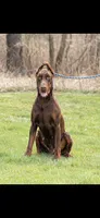 rio, a male Doberman Pinscher for sale in Ellenville, NY – Photo 1 of 5