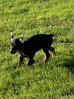ozzy, a male Doberman Pinscher for sale in Ellenville, NY – 6 of 7