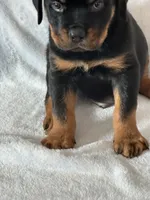 processed/21362793-ff88-4ed9-8cca-0ca0f97d15b4/listing/f77b3147-823e-4908-8a0e-6c5cf031057b/1bf998f1-26c8-4e05-b2c0-bddf4f16a5d6