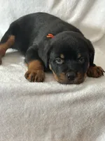 processed/21362793-ff88-4ed9-8cca-0ca0f97d15b4/listing/f77b3147-823e-4908-8a0e-6c5cf031057b/20f6971e-0a60-465b-b651-19f3925f22ac