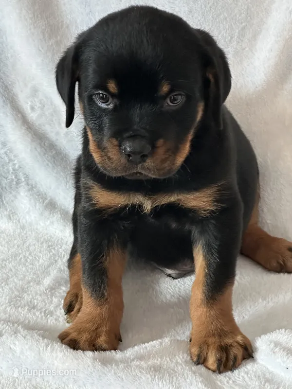 orange  collar rotti boy