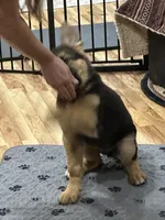 ROCKY, a male German Shepherd Dog for sale in Ellenville, NY – Photo 5 of 7