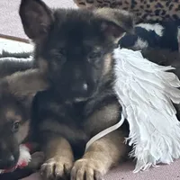 ROCKY, a male German Shepherd Dog for sale in Ellenville, NY – Photo 1 of 7