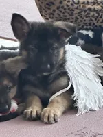 ROCKY, a male German Shepherd Dog for sale in Ellenville, NY – Photo 1 of 3