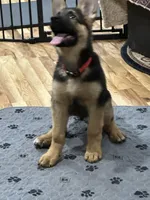 ROCKY, a male German Shepherd Dog for sale in Ellenville, NY – Photo 6 of 7