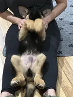 ROCKY, a male German Shepherd Dog for sale in Ellenville, NY – Photo 3 of 7