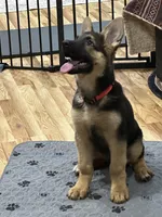 ROCKY, a male German Shepherd Dog for sale in Ellenville, NY – Photo 7 of 7