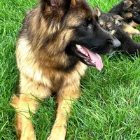 ROCKY, a male German Shepherd Dog for sale in Ellenville, NY – Photo 2 of 7