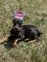 Abby , a female Doberman Pinscher for sale in Ellenville, NY – 2 of 5