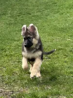 ZOIE GIRL IN NY , a male German Shepherd Dog for sale in Ellenville, NY – Photo 5 of 8