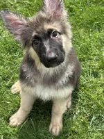 ZOIE GIRL IN NY , a male German Shepherd Dog for sale in Ellenville, NY – Photo 2 of 8