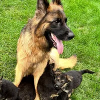 ZOIE GIRL IN NY , a male German Shepherd Dog for sale in Ellenville, NY – Photo 2 of 3