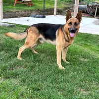 ZOIE GIRL IN NY , a male German Shepherd Dog for sale in Ellenville, NY – Photo 3 of 3