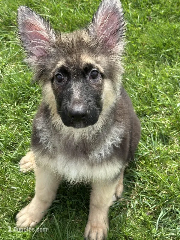 ZOIE GIRL IN NY  – German Shepherd Dog puppy for sale in Ellenville, NY