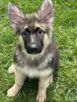 ZOIE GIRL IN NY , a male German Shepherd Dog for sale in Ellenville, NY – Photo 1 of 8
