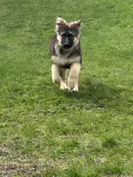 ZOIE GIRL IN NY , a male German Shepherd Dog for sale in Ellenville, NY – Photo 6 of 8