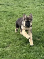 ZOIE GIRL IN NY , a male German Shepherd Dog for sale in Ellenville, NY – Photo 4 of 8