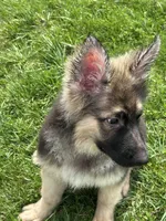 ZOIE GIRL IN NY , a male German Shepherd Dog for sale in Ellenville, NY – Photo 3 of 8