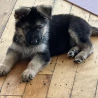 ZOIE GIRL IN NY , a male German Shepherd Dog for sale in Ellenville, NY – Photo 1 of 3