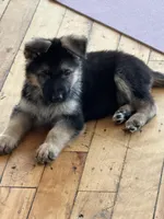 ZOIE GIRL IN NY , a male German Shepherd Dog for sale in Ellenville, NY – Photo 1 of 3