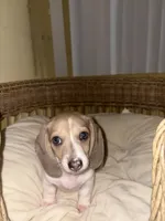 Rare White & grey , a female Miniature Dachshund for sale in Winters, CA – 4 of 6
