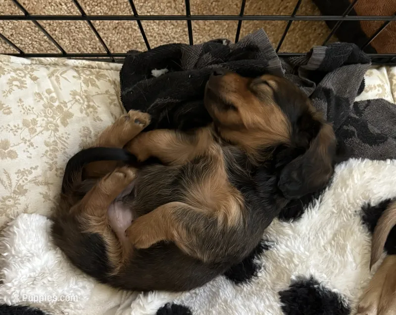 Brown – Miniature Dachshund puppy for sale in Winters, CA