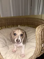 Rare White & grey , a female Miniature Dachshund for sale in Winters, CA – 5 of 6