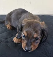 Brown, a male Miniature Dachshund for sale in Winters, CA – 2 of 2