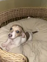 Rare White & grey , a female Miniature Dachshund for sale in Winters, CA – 2 of 6