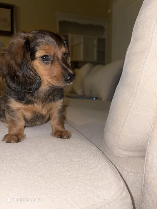 Brown – Miniature Dachshund puppy for sale in Winters, CA