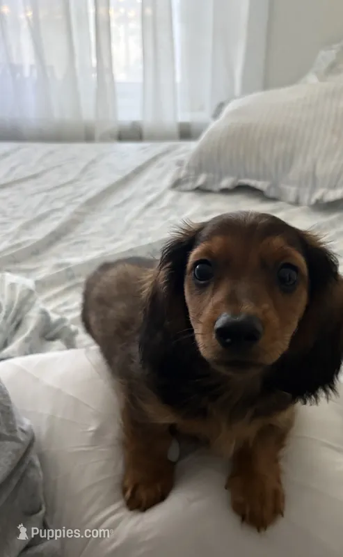 Brown – Miniature Dachshund puppy for sale in Winters, CA