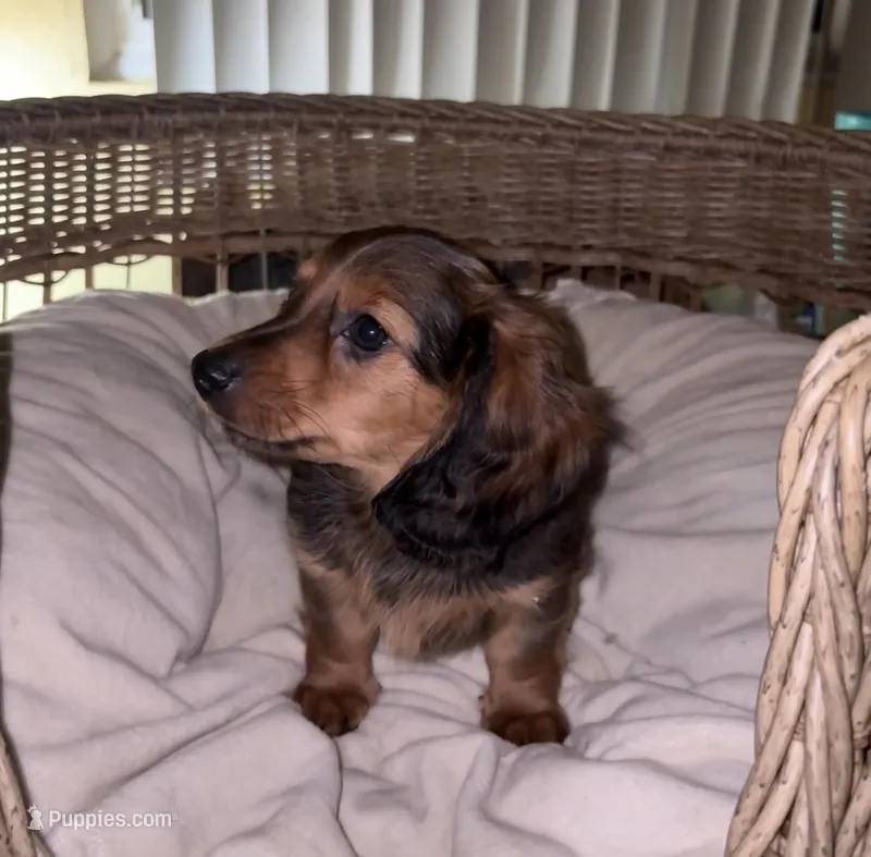 Brown – Miniature Dachshund puppy for sale in Winters, CA