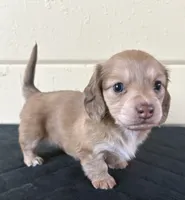 Blonde , a female Miniature Dachshund for sale in Winters, CA – 2 of 3