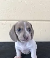 White , a female Miniature Dachshund for sale in Winters, CA – 2 of 2