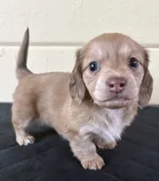 Blonde , a female Miniature Dachshund for sale in Winters, CA – 1 of 3