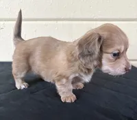 Blonde , a female Miniature Dachshund for sale in Winters, CA – 3 of 3