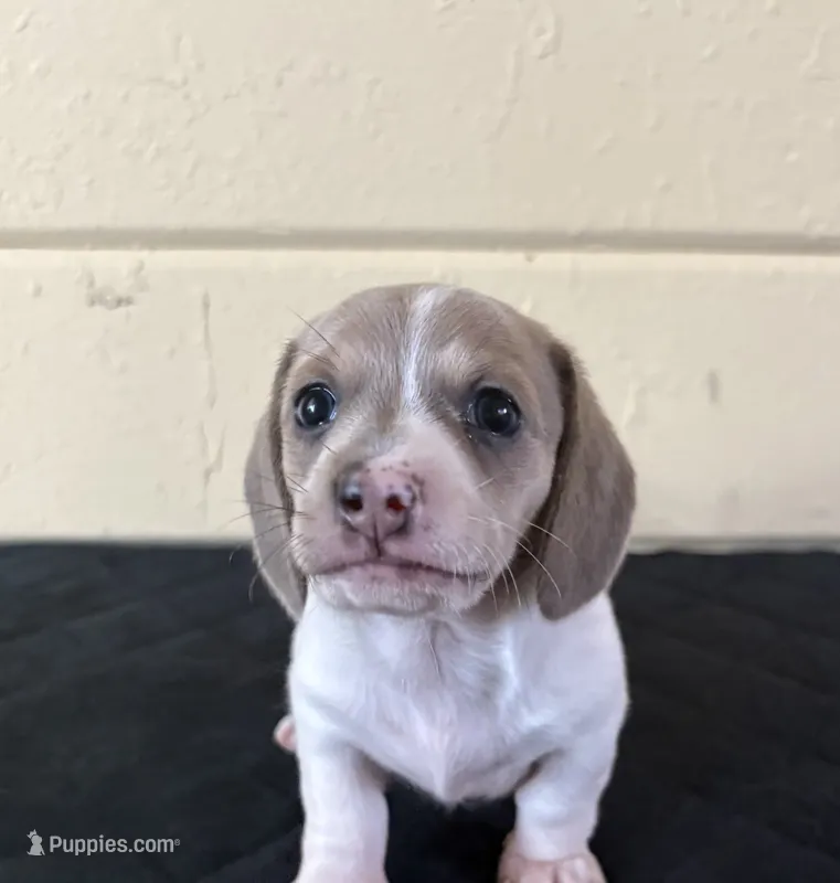 White  – Miniature Dachshund puppy for sale in Winters, CA