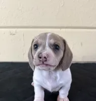 White , a female Miniature Dachshund for sale in Winters, CA – 1 of 2