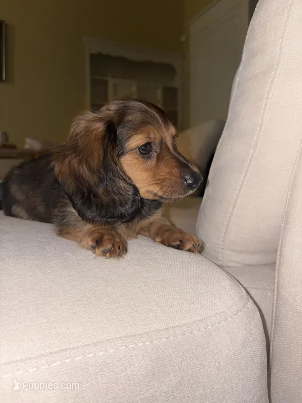 Brown – Miniature Dachshund puppy for sale in Winters, CA