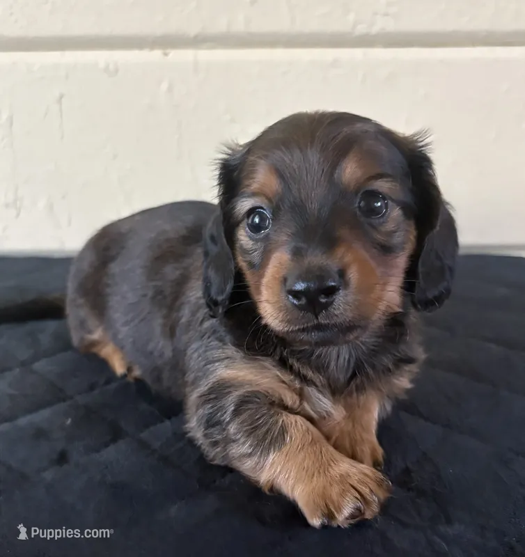 Brown – Miniature Dachshund puppy for sale in Winters, CA