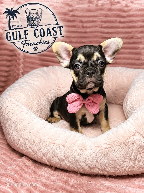Ms. Peaches  – French Bulldog puppy for sale in Fort Myers, FL