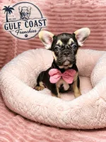 Ms. Peaches , a female French Bulldog for sale in Fort Myers, FL – 1 of 1