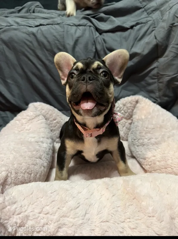 Ms. Peaches  – French Bulldog puppy for sale in Fort Myers, FL