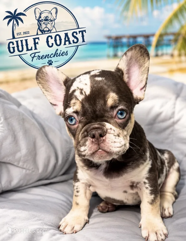 Knox – French Bulldog puppy for sale in Fort Myers, FL