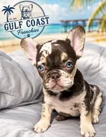 Knox, a male French Bulldog for sale in Fort Myers, FL – 1 of 3