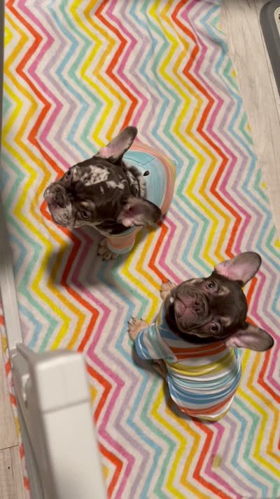 Knox, a male French Bulldog for sale in Fort Myers, FL – 3 of 3