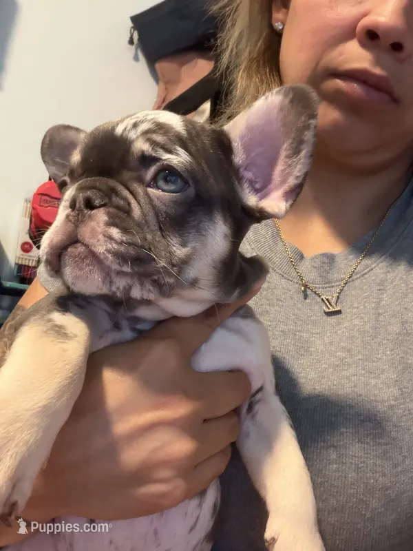 Knox – French Bulldog puppy for sale in Fort Myers, FL